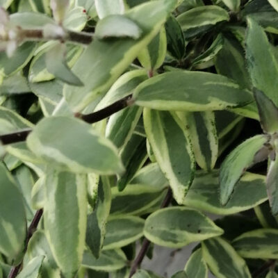 Aeschynanthus Bolero Bicolore