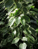 Ficus benjamina Variegato