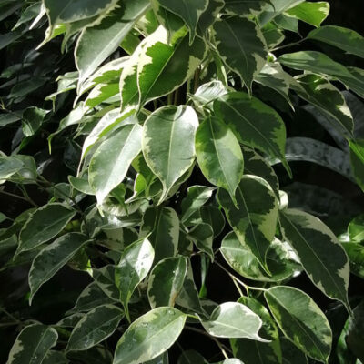 Ficus benjamina Variegato