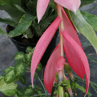 Billbergia x windii