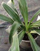 Rohdea japonica Variegata