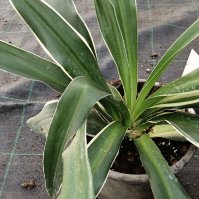 Rohdea japonica Variegata