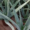 Aloe vera, pianta da interno e da esterno