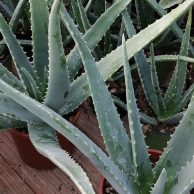 Aloe vera