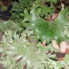 Farfugium japonicum crispatum Wavy Gravy, pianta da esterno