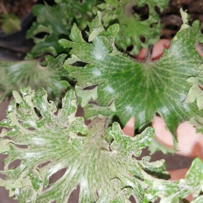 Farfugium japonicum crispatum Wavy Gravy