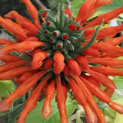 Leonotis leonurus