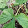 Cissus gongylodes, pianta da esterno
