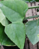 Cissus quadrangolaris