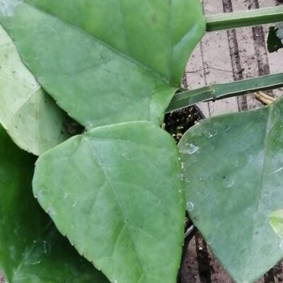 Cissus quadrangolaris