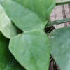 Cissus sycoides, pianta da esterno
