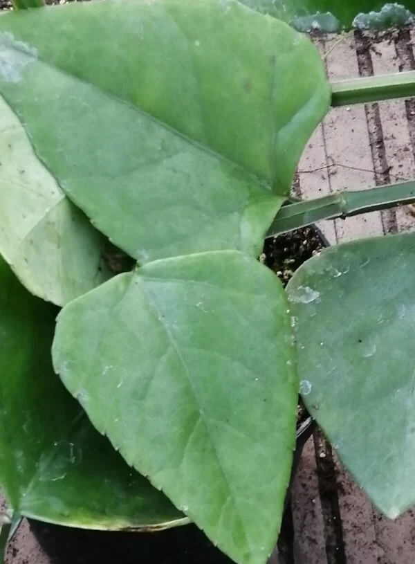 Cissus sycoides, pianta da esterno