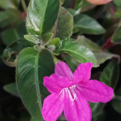 Ruellia makoyana