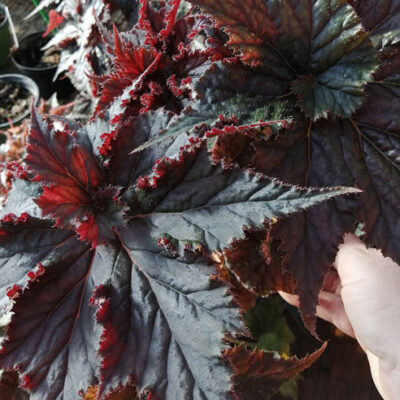 Begonia Guinevere (Black Tafetà)