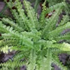 Nephrolepis cordifolia Duffii, pianta da interno