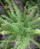 Nephrolepis cordifolia Duffii