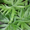 Doryopteris pedata, pianta da interno