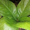 Anthurium jenmanii, pianta da interno