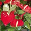 Anthurium andreanum a fiore rosso, pianta da interno