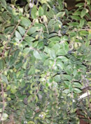 Aeschynanthus radicans