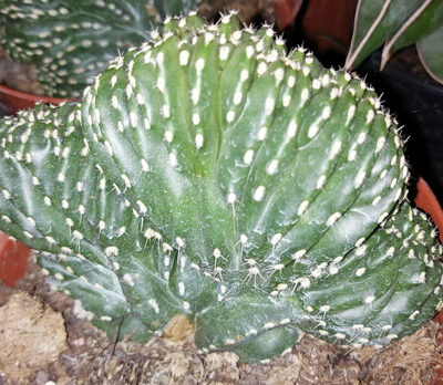 Marginatocereus marginatus cristato