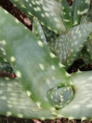 Aloe Jurassic Dino paradisicum