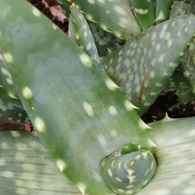 Aloe Jurassic Dino paradisicum