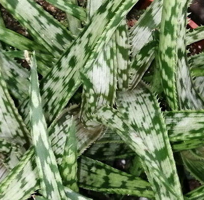 Aloe Jurassic Spider