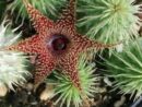 Huernia pillansii