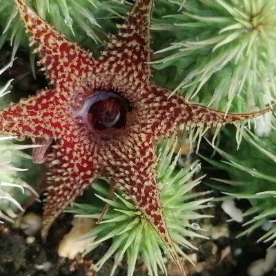 Huernia pillansii