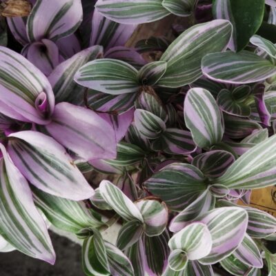 Tradescantia Sweetness