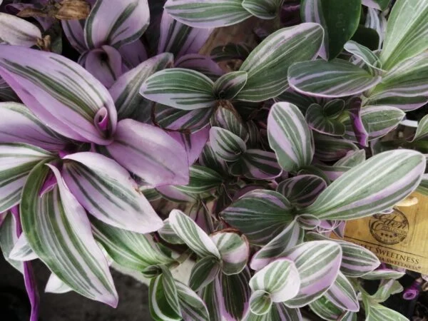 Tradescantia Sweetness, pianta da interno e da esterno