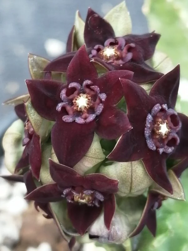 Caralluma shadhbana, foto 2
