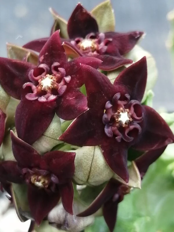 Caralluma shadhbana, pianta da interno