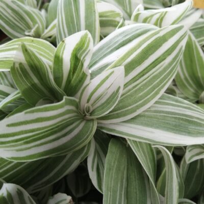 Tradescantia Tenderness