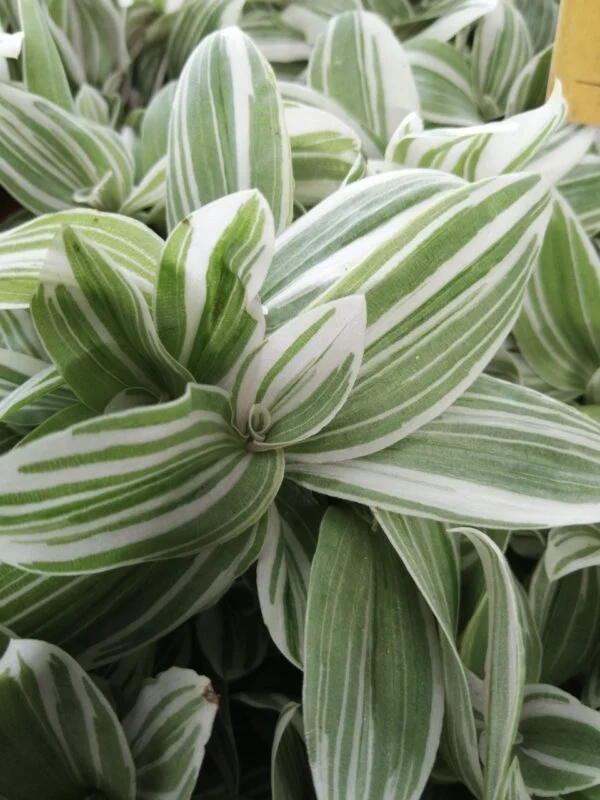 Tradescantia Tenderness, pianta da interno e da esterno