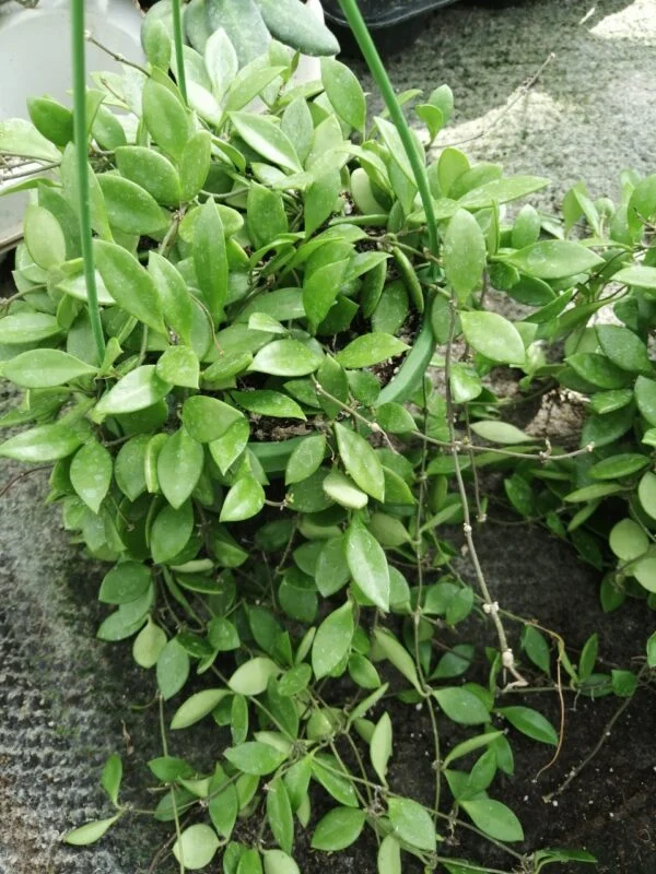 Hoya puber ex Hoya picta, foto 6