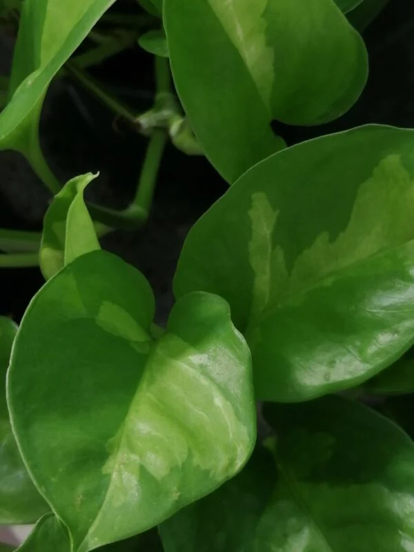 Scindapsus Global Green, Epipremnum, Potos Global Green, foto 4