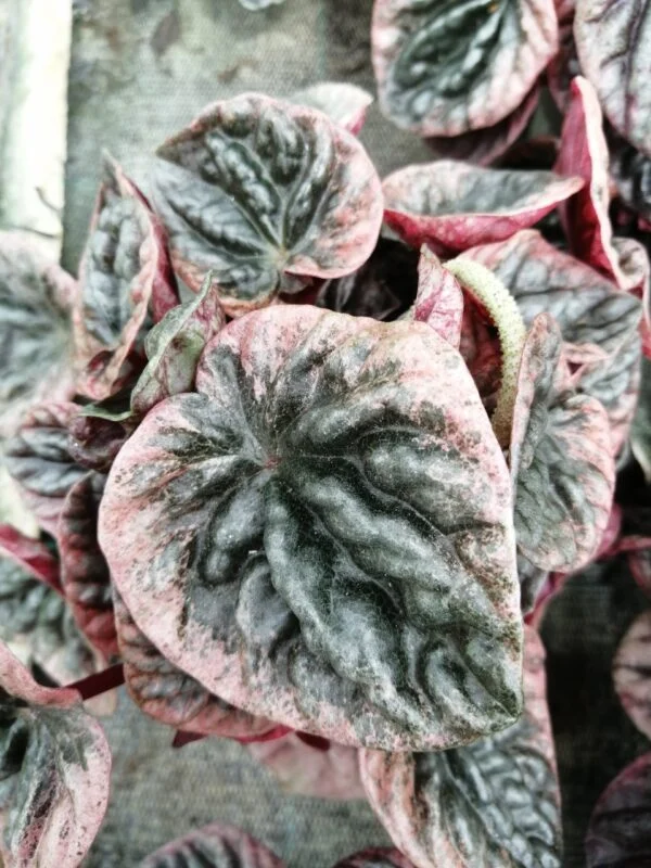 Peperomia caperata Abricos, foto 2