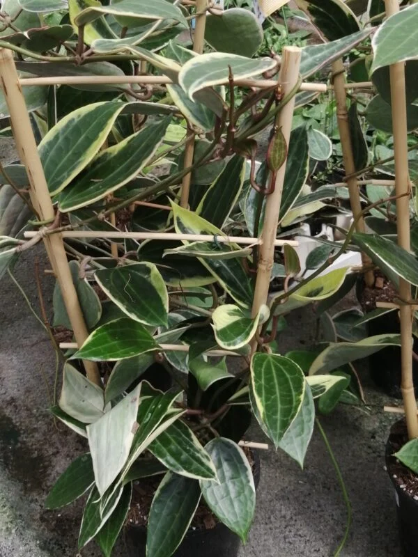 Hoya macrophylla Variegata, foto 7
