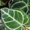 Anthurium crystallinum, pianta da interno