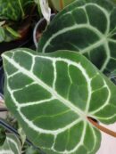 Anthurium crystallinum