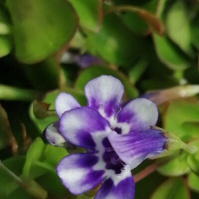 Lindernia grandiflora