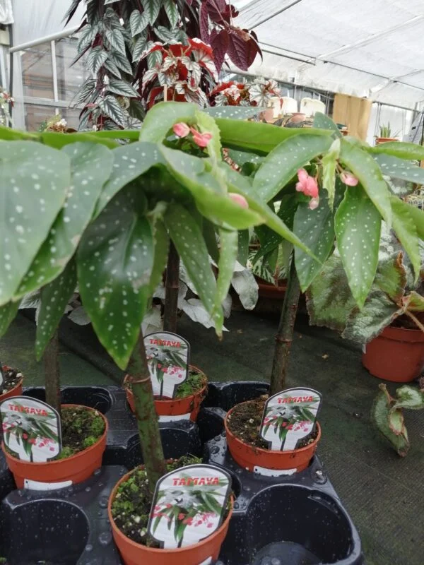 Begonia Tamaya (albopicta var. rosea), foto 4