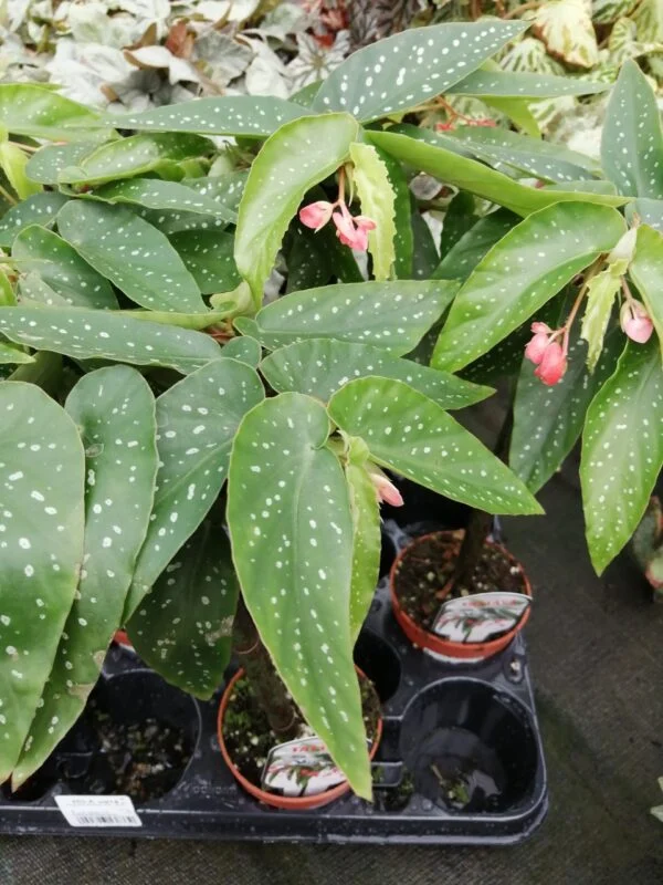 Begonia Tamaya (albopicta var. rosea), foto 5