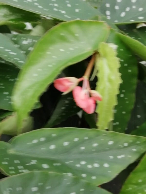 Begonia Tamaya (albopicta var. rosea), foto 6