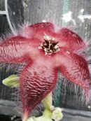 Stapelia asterias var. lucida