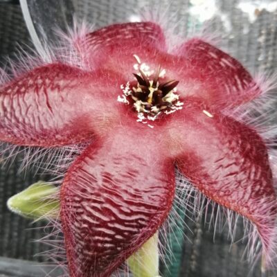 Stapelia asterias var. lucida