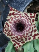 Stapelia x Orbea Ibrido (Pungii)