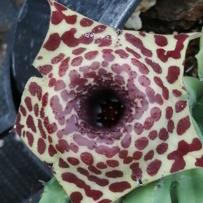 Stapelia x Orbea Ibrido (Pungii)
